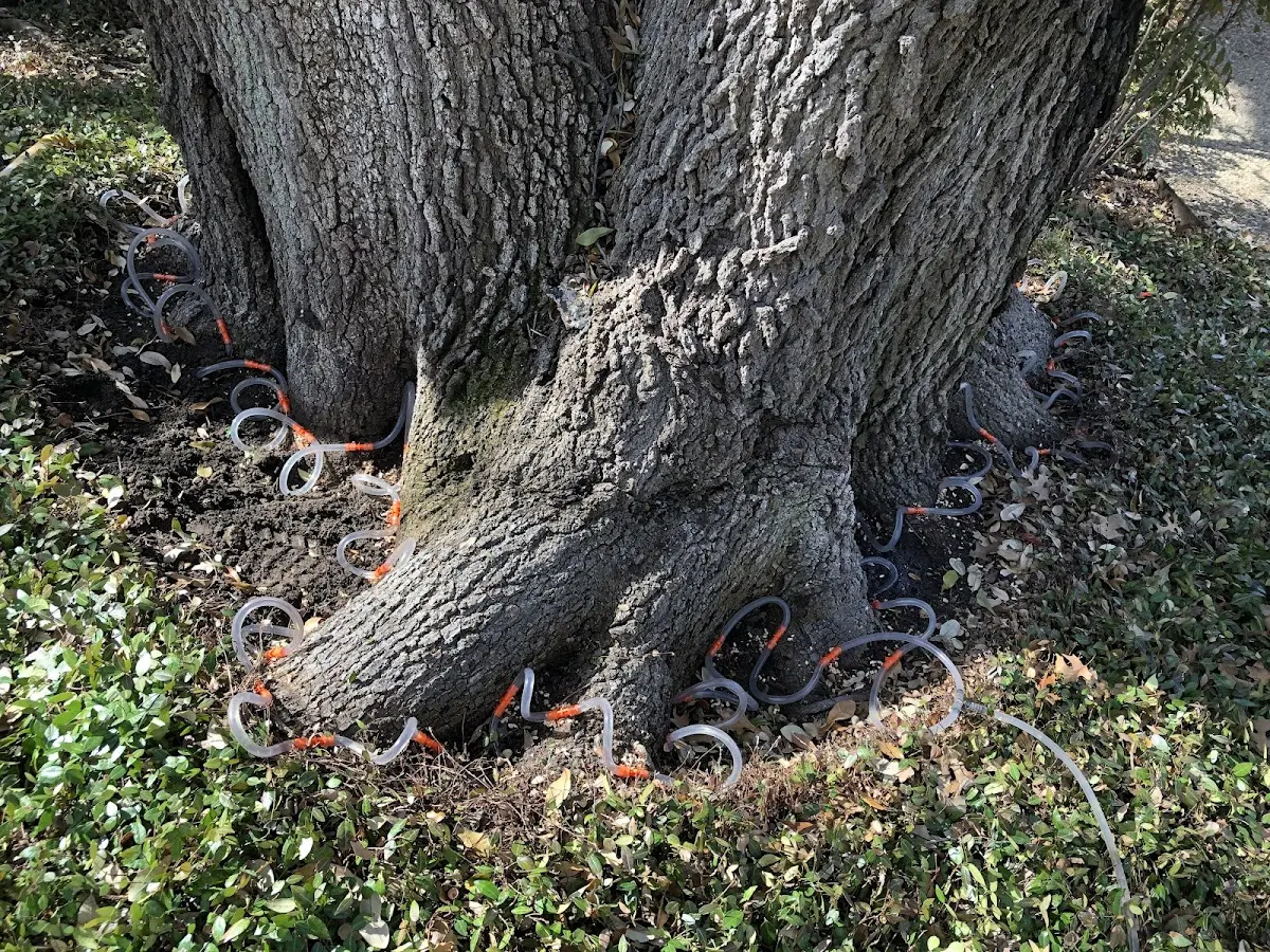 Detailed Tree Cabling and Bracing job site in East Meredith